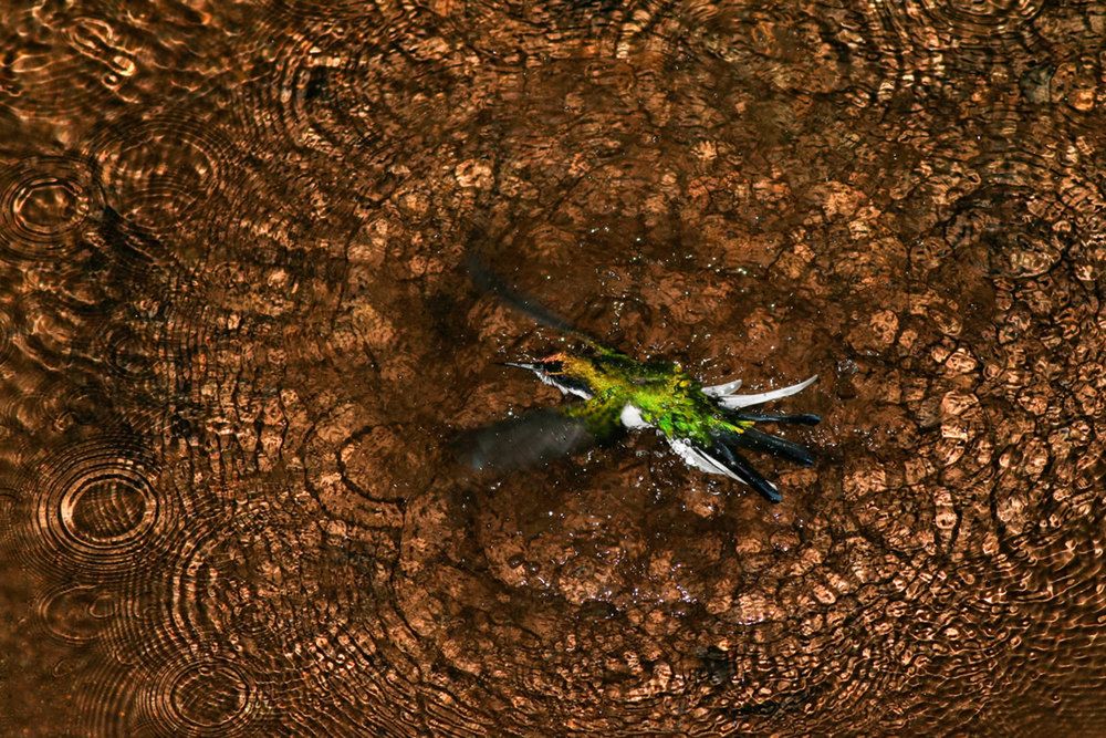 Bird Photography of the Year 2019: piękno ptaków w najlepszym wydaniu 4