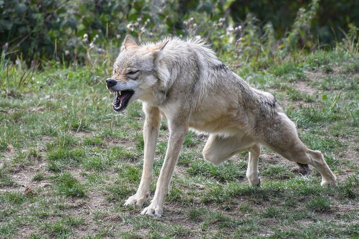 Chłopiec pogryziony przez wilka. Wszystko wydarzyło się w zoo