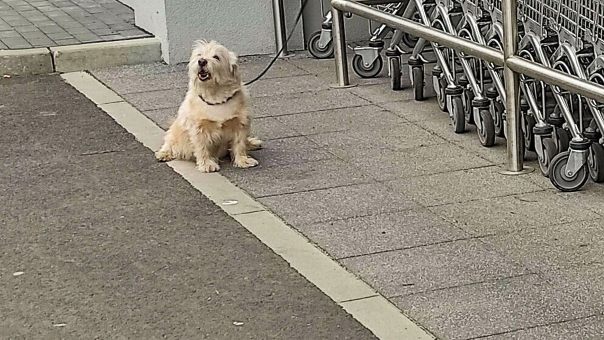 Nie zostawiaj psa przed sklepem