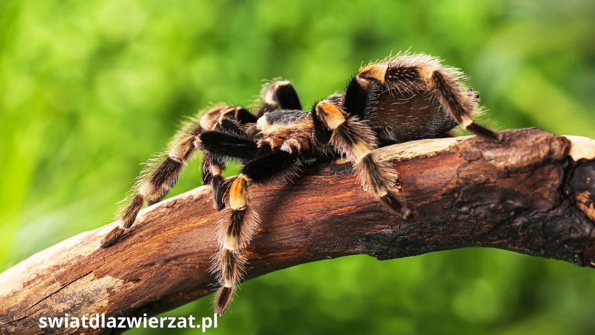 Terrarystyka ptasznik tarantula