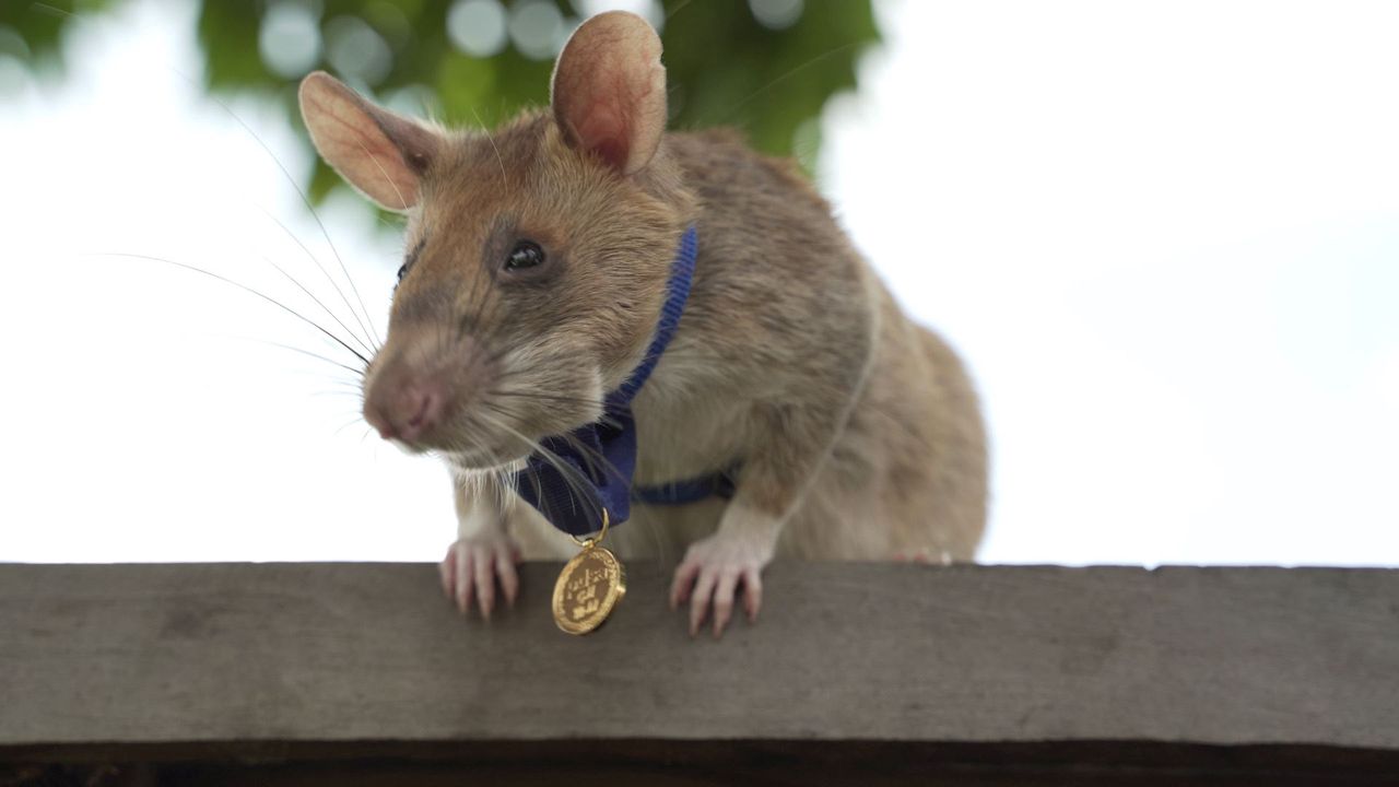 Szczur otrzymał od Brytyjczyków medal. Za skuteczne wykrywanie min