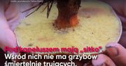 Jak bezpiecznie zbierać grzyby? (WIDEO)