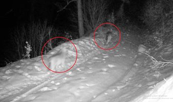 Sceny w lesie. Atak czterech wilków na jelenia