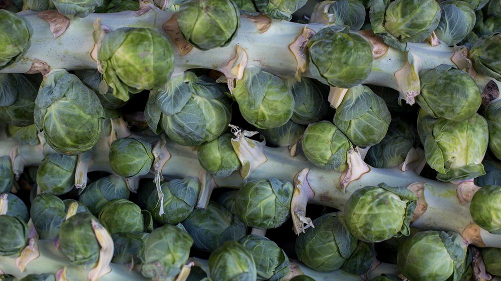 Brukselka – warzywo znienawidzone w dzieciństwie, ale czy wiesz, jakie ma korzyści?