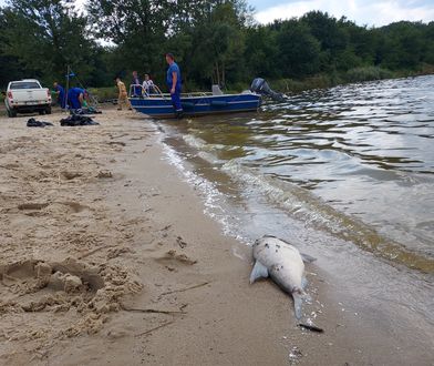 Katastrofalny widok. Tony martwych ryb, roje much nad jeziorem