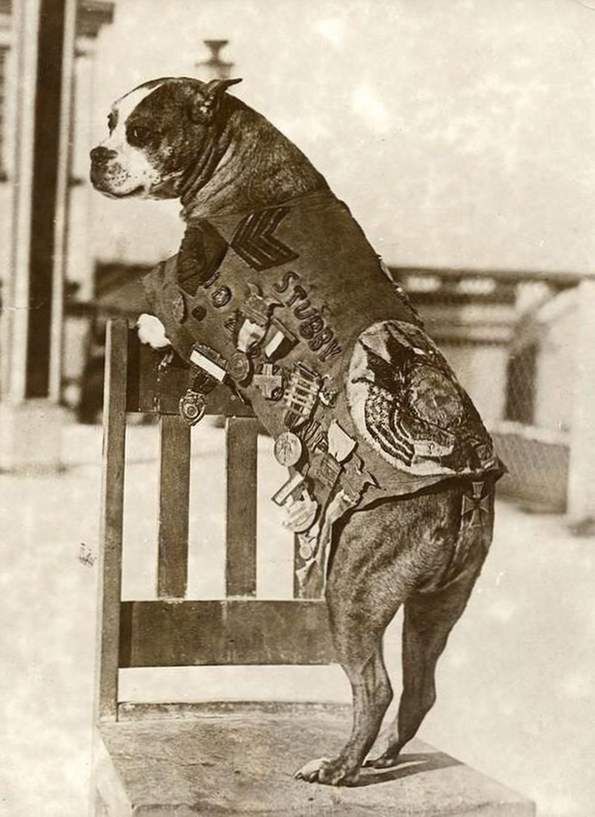 Pies, który został żołnierzem. Sierżant Stubby uratował oddział USA 3