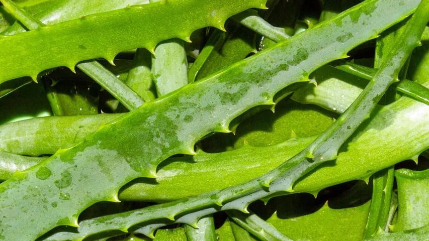 Aloes na "czarnej liście"