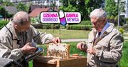 Zaczynali od 5 uli. Pierwsze zbiory miodu z miejskiej pasieki w Białymstoku