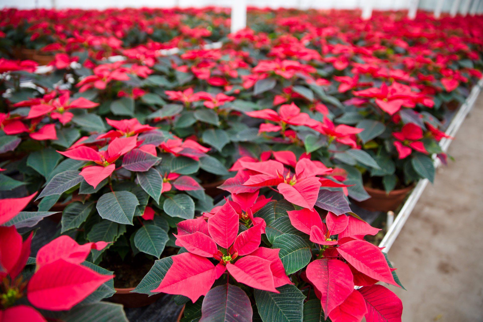 Gwiazda betlejemska - proste, mocne łodygo to znak