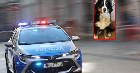 Ukradł psa, bo mu się spodobał. Radość nie trwała długo