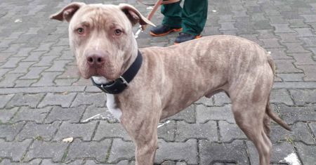 Adoptował pitbullteriera. Policja szybko zapukała do jego drzwi