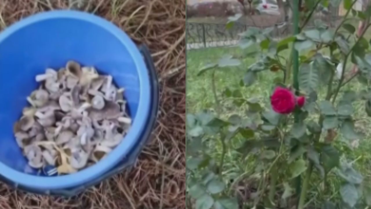 Rosjanie zawiedzeni: Czy to naprawdę zima? Nagrania z Moskwy obiegły internet