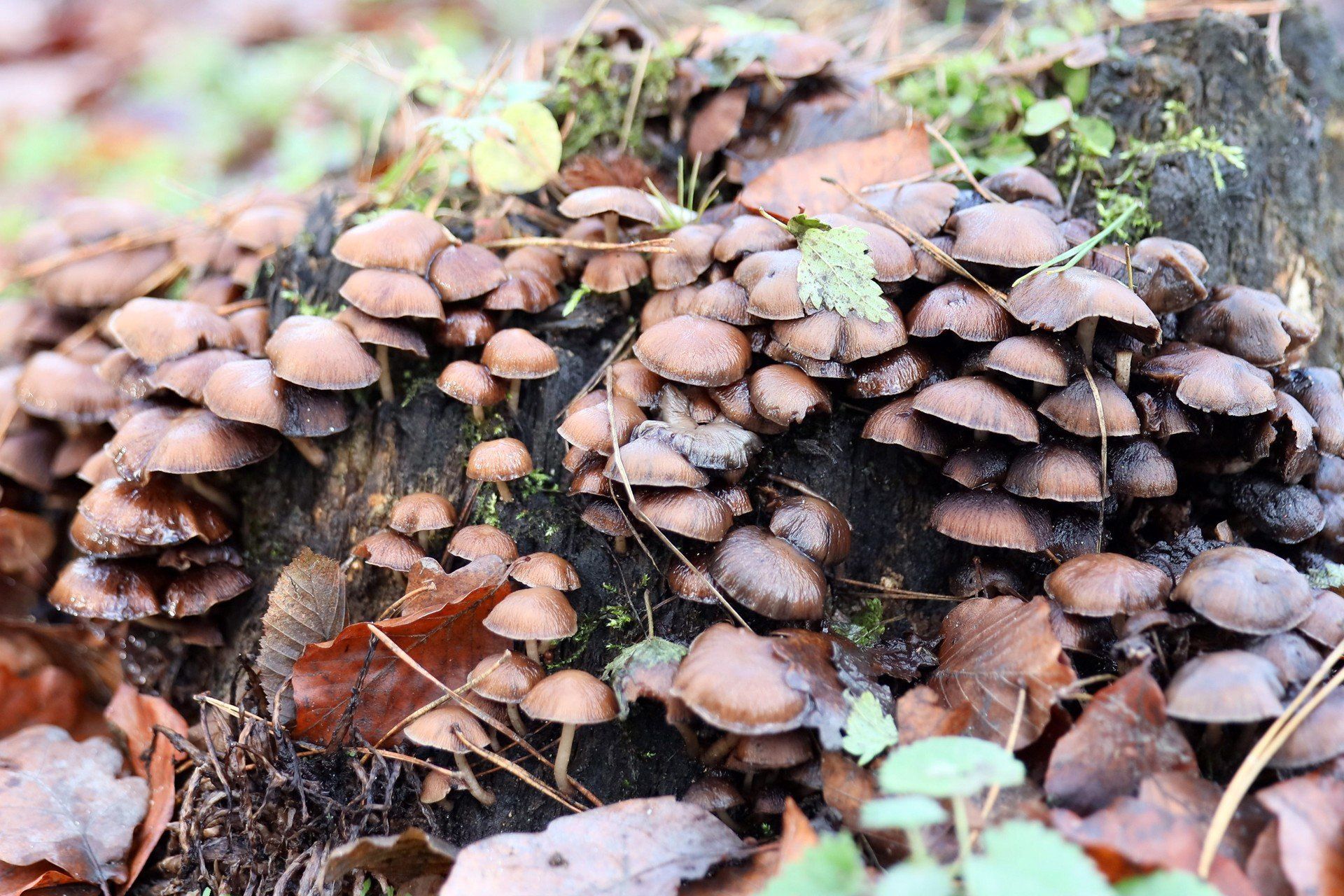 Jesień wycisza okolice Zalewu Zemborzyckiego, odsłaniając inne oblicze jednego z najczęściej odwiedzanych terenów rekreacyjnych Lublina. Zamiast letniego gwaru - wilgotne ścieżki, stłumione barwy i pojedynczy spacerowicze. Ten fotoreportaż pokazuje, jak zmienia się rytm życia nad zalewem, gdy sezon letni ustępuje miejsca jesiennej codzienności.