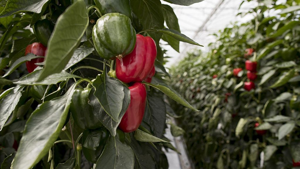 Plantacja papryki w Holandii 