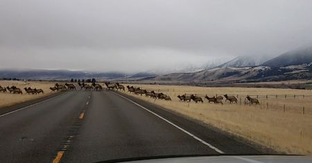 Ogromne stado jeleni na drodze. Niecodzienne nagranie z USA