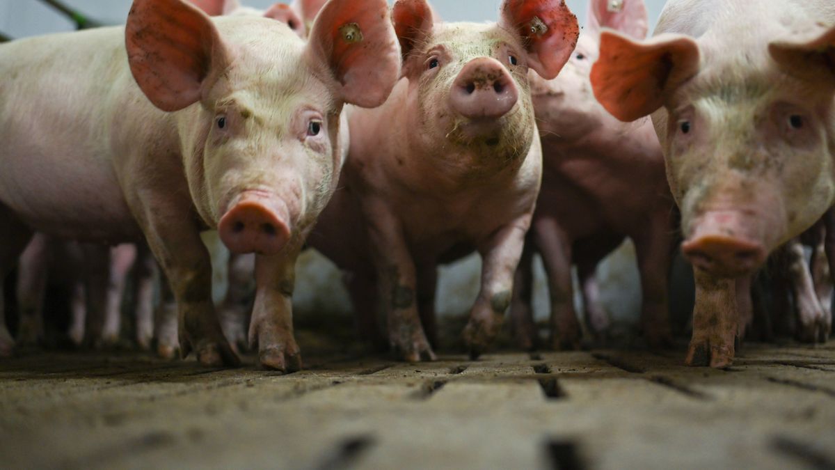 "Locha plus". Rolnicy otrzymają dopłaty do świń