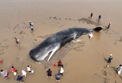 Olbrzymi wieloryb utknął na mieliźnie. Akcja ratunkowa na plaży w Chinach