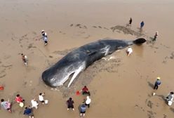 Olbrzymi wieloryb utknął na mieliźnie. Akcja ratunkowa na plaży w Chinach