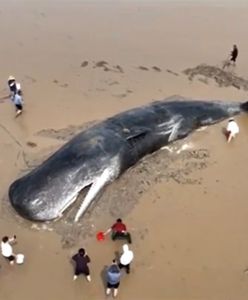 Olbrzymi wieloryb utknął na mieliźnie. Akcja ratunkowa na plaży w Chinach
