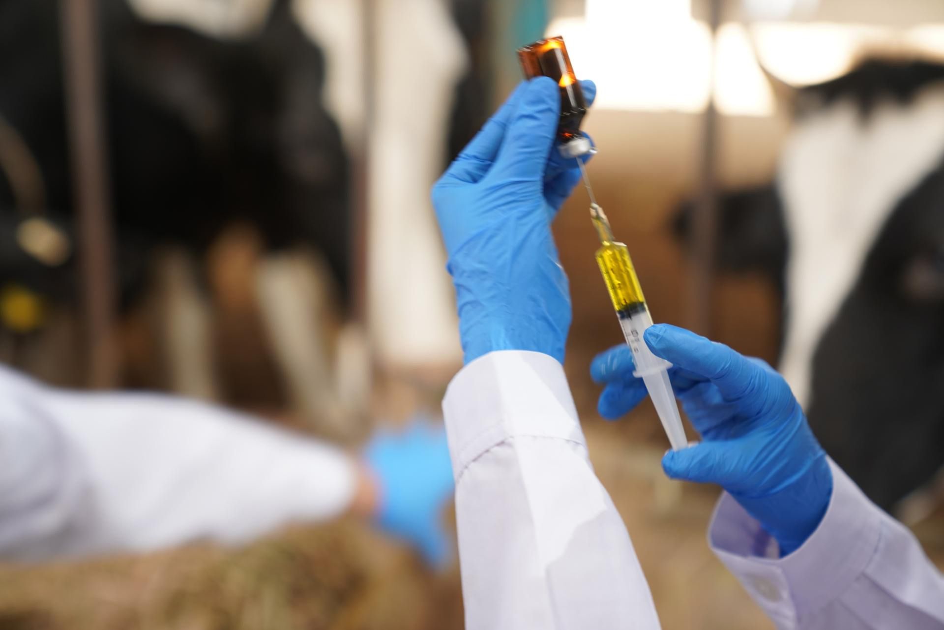 W USA notuje się ptasią grypę u bydła