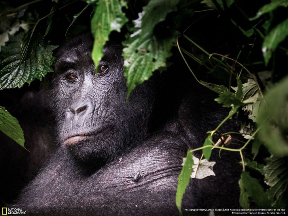 Fotografie natury, która nie przestaje zachwycać. Oto finałowe prace konkursu National Geographic Nature Photographer of the Year 2016 3