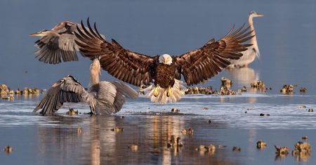 Najlepsze zdjęcia ptaków w Audubon Photo Contest 2016