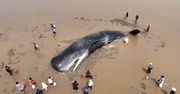 Olbrzymi wieloryb utknął na mieliźnie. Akcja ratunkowa na plaży w Chinach
