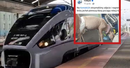 Baran w pociągu do Katowic. Wybrał się w podróż pierwszą klasą