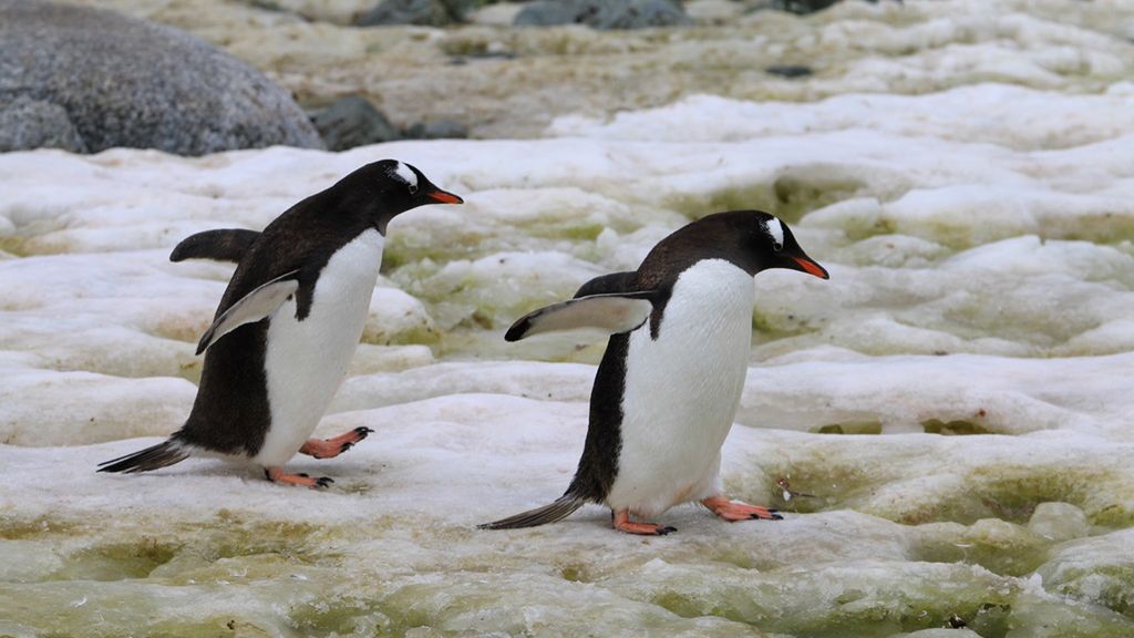 Pingwiny to zwierzęta, które żyją na Antarktydzie