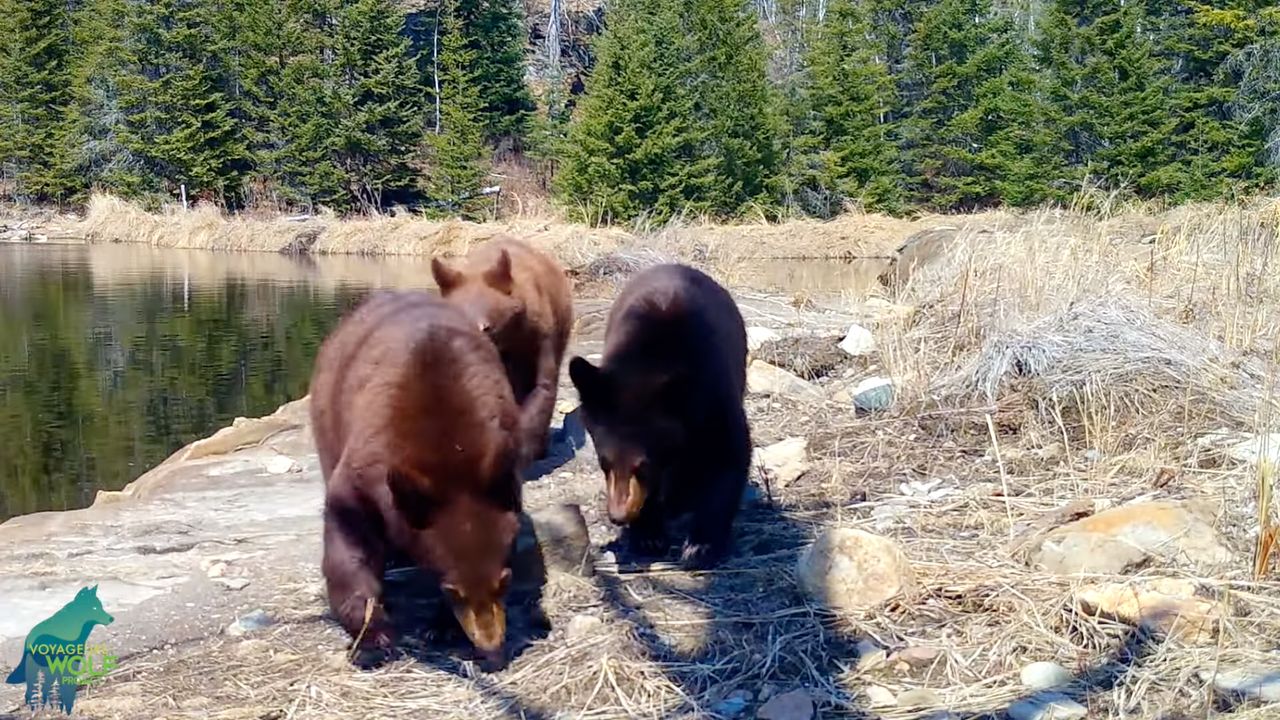 Niedźwiedzie nie lubią być nagrywane. Kamera nagrała, jak ją niszczą