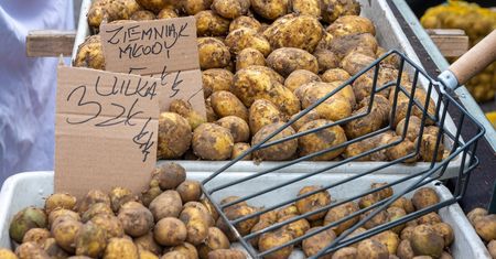 Niskie ceny młodych ziemniaków mogą zaskoczyć. "Rynek jest zapchany"