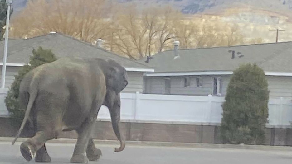 Temporary
This image provided by Matayah Utrayle-Shaylene Smith shows an escaped elephant crossing the road in Butte, Mont., on Tuesday, April 17, 2024.  The sound of a vehicle backfiring spooked a circus elephant while she was getting a pre-show bath leading the pachyderm to break through a fence and take a brief walk, stopping noontime traffic on the city's busiest street before before being loaded back into a trailer. (Matayah Utrayle-Shaylene Smith via AP)