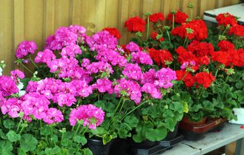 Trik na pelargonie. Dzięki dodaniu tego składnika pelargonia na balkonie obsypie się kwiatami