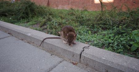 Częstochowa. Plaga szczurów. Nie boją się nawet tłumu pielgrzymów