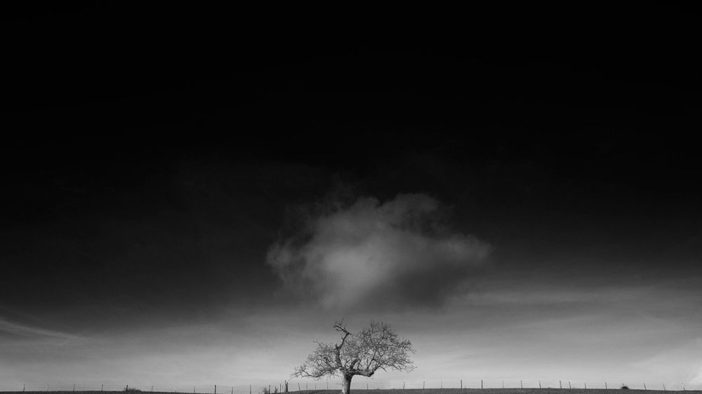 Na ile sposobów można fotografować to samo drzewo? 1