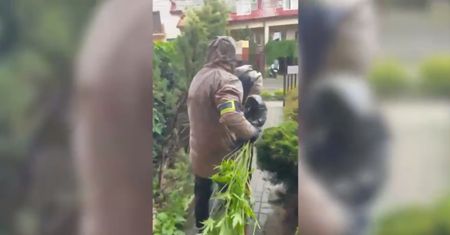 Kwiatowa rabata skrywała plantację. Policjanci odkryli nietypową kryjówkę marihuany