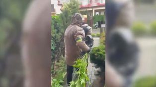 Kwiatowa rabata skrywała plantację. Policjanci odkryli nietypową kryjówkę marihuany