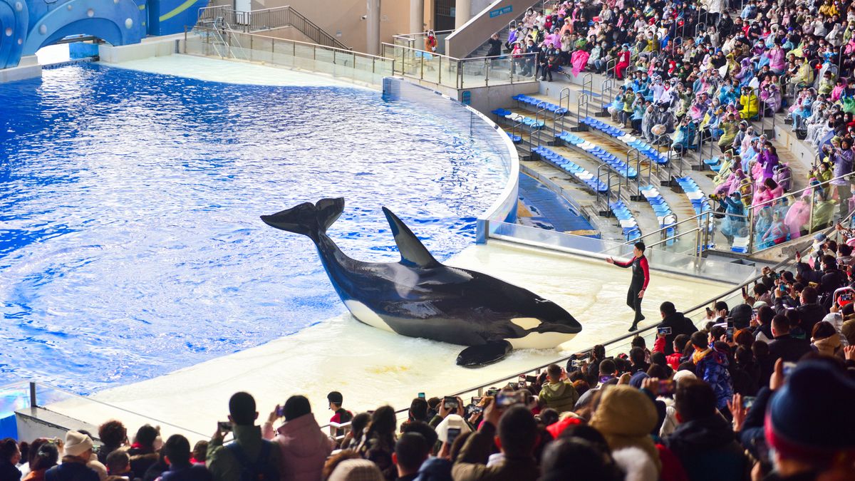 Pokaz w Shanghai Haichang Ocean Park