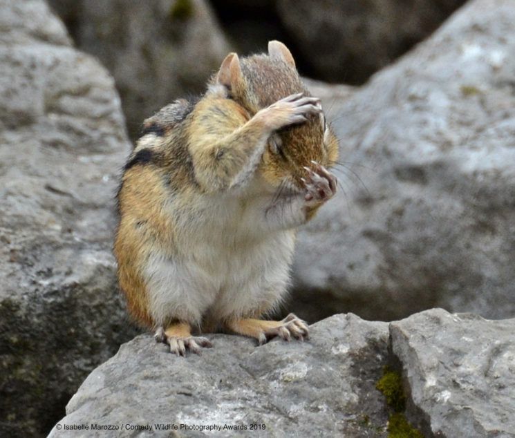 Najśmieszniejsze zwierzęta w konkursie Comedy Wildlife Photography Awards 2019 8