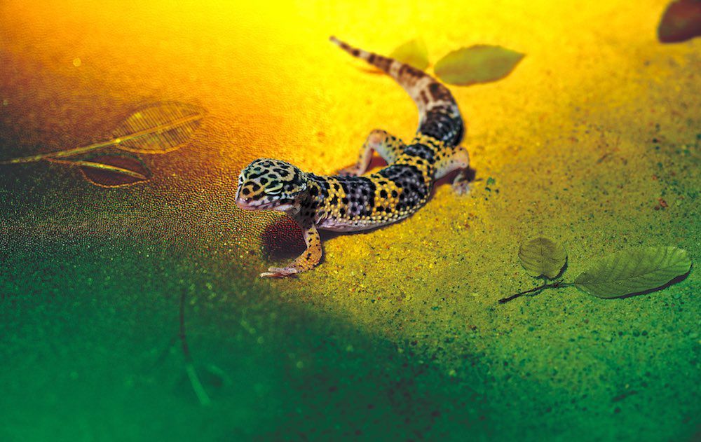 Jak namówić do współpracy przy zdjęciach... pszczoły i ryby? 4