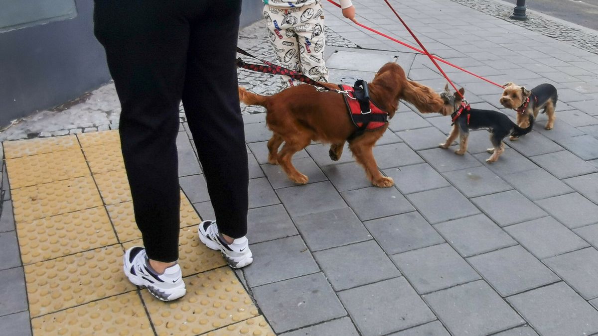 Nowy obowiązek dla właścicieli psów i kotów. Oto ile będzie kosztować
