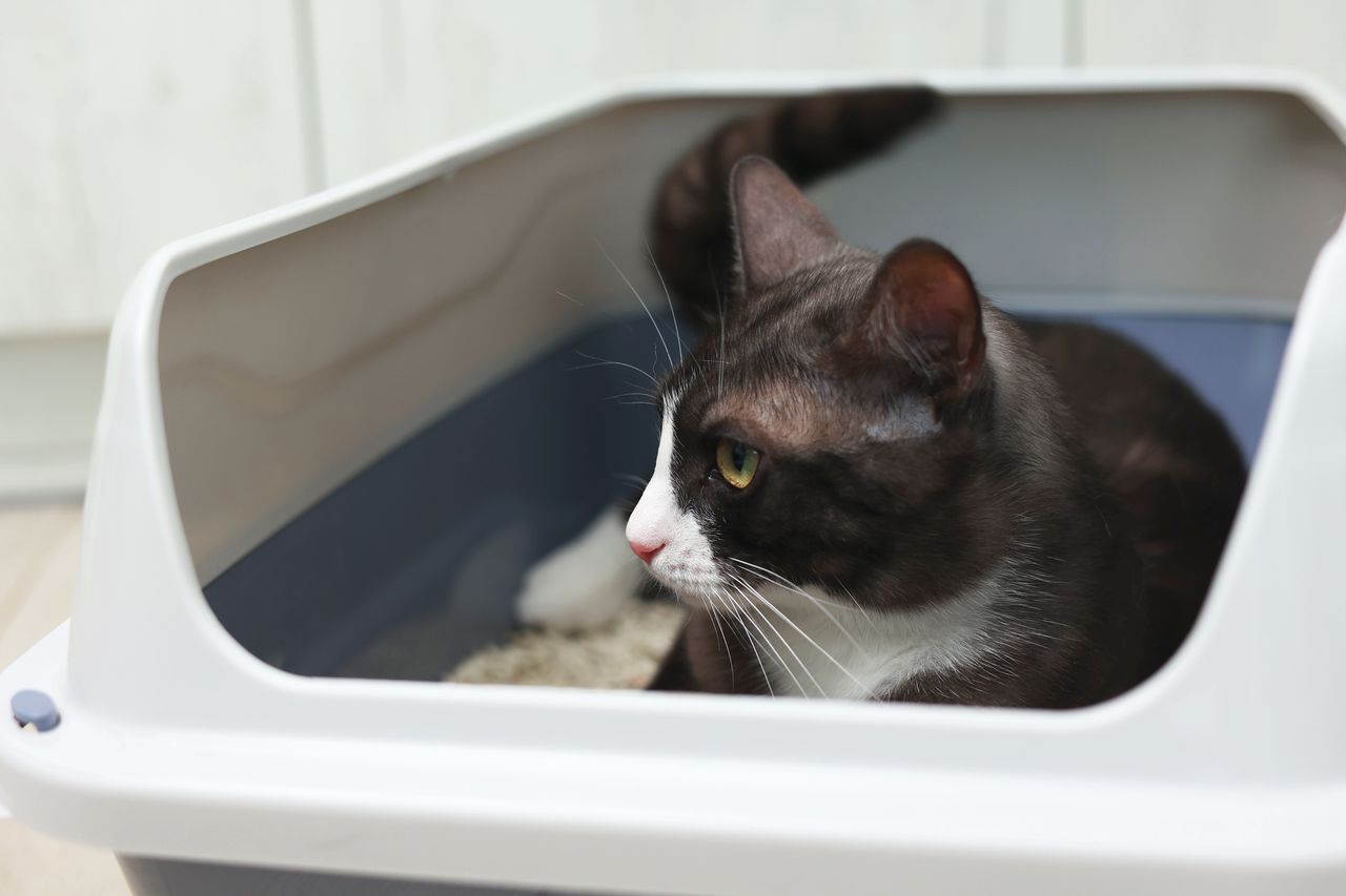 Kot przesiaduje długo w kuwecie? Lepiej miej tego świadomość