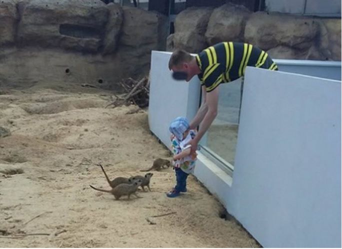 Ojciec włożył dziecko do zagrody surykatek w ZOO