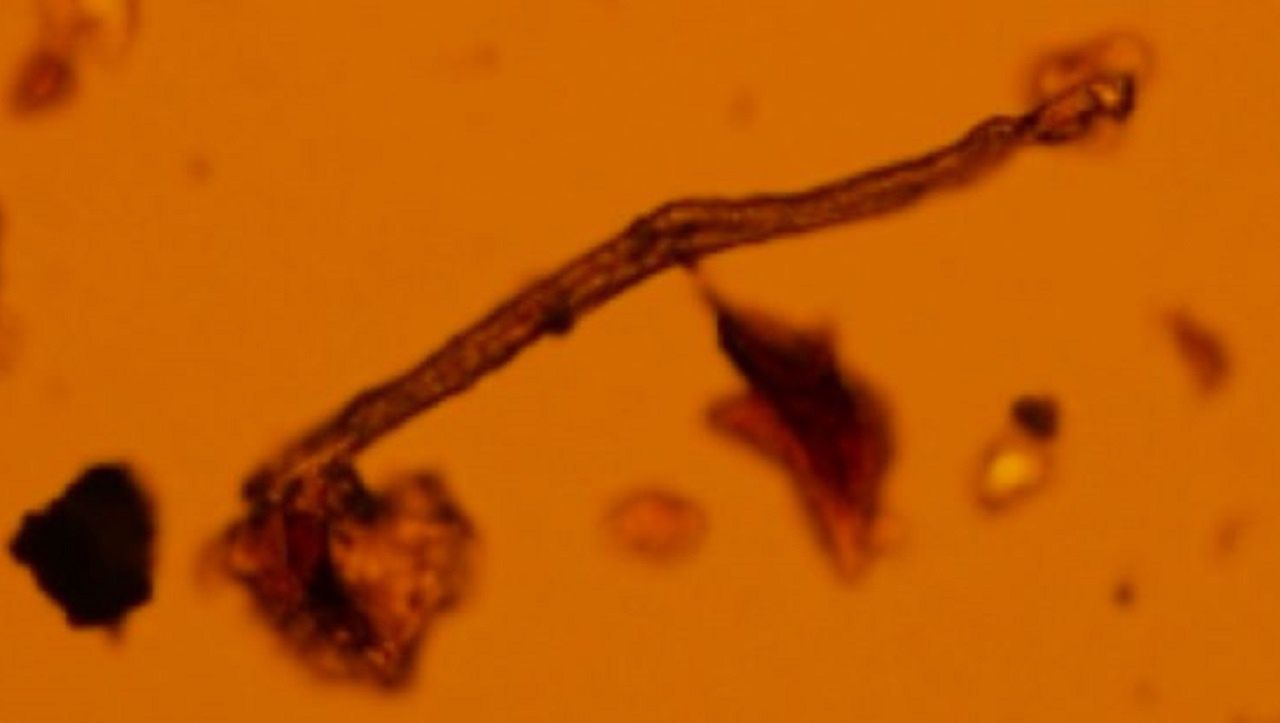 Mikroplastik odnaleziony w łożyskach.