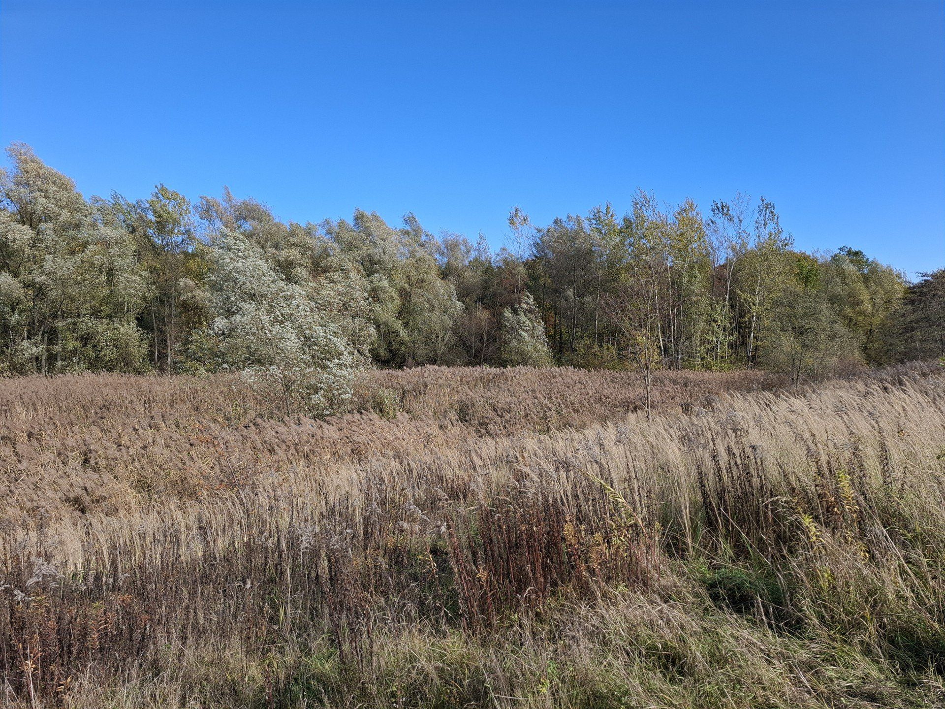 Las Zagórski w jesiennej oprawie