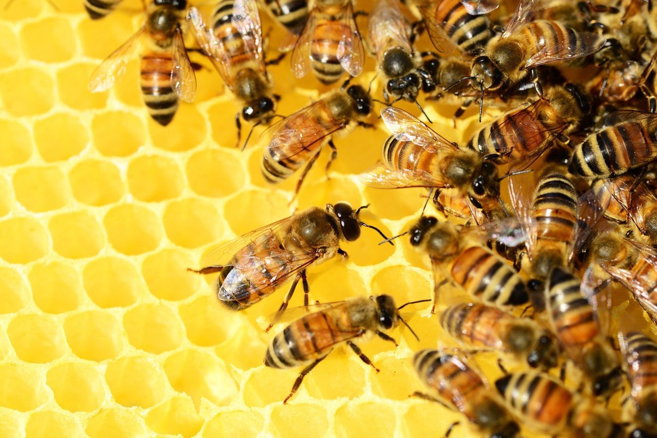 Pszczoły pomogą w walce z COVID-19