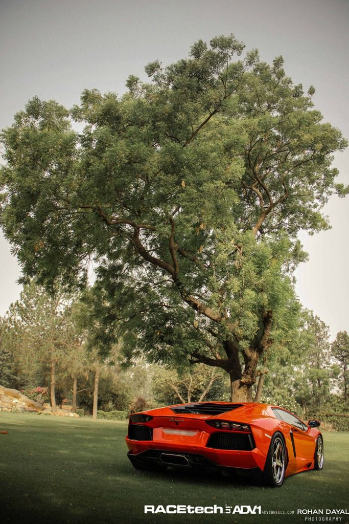Lamborghini Aventador, felgi ADV.1 i słoń - niecodzienna sesja zdjęciowa [galeria] 28