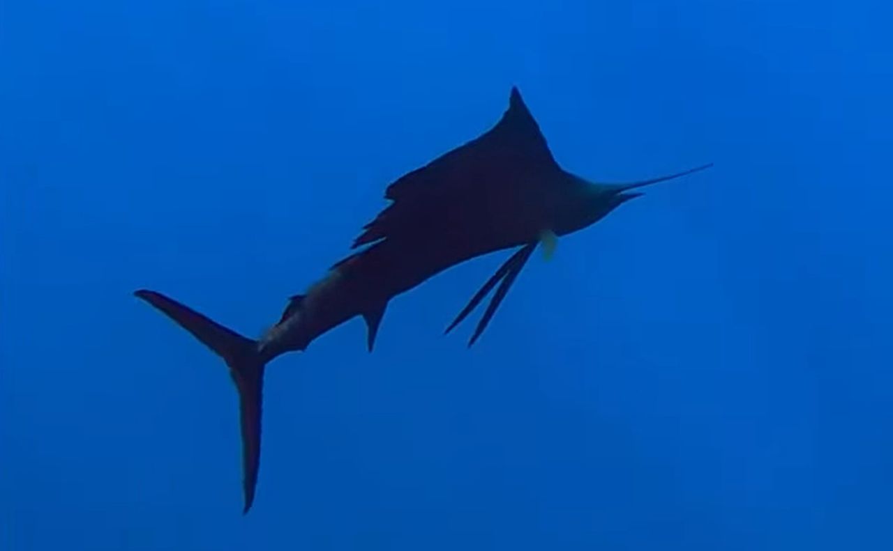 Astonishing speeds: The Pacific sailfish, ocean's fastest marvel