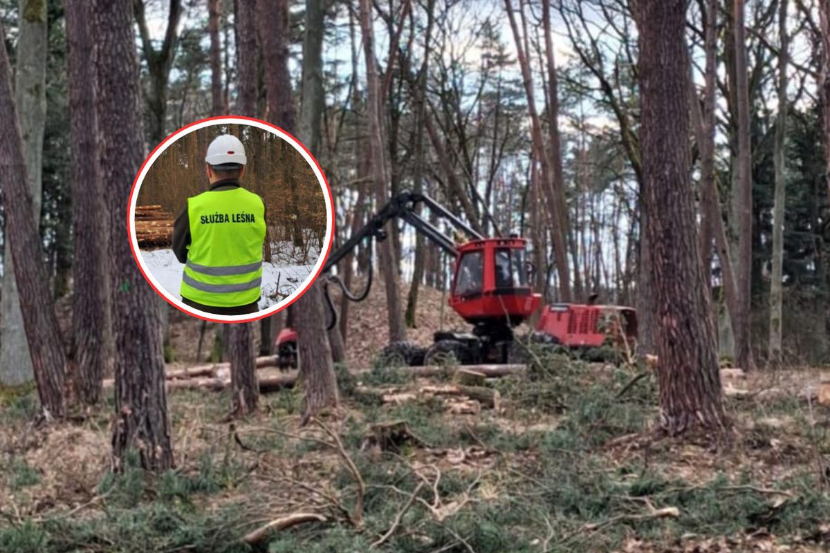 Pojawiają się w lasach. "Potwory". Leśnicy tłumaczą