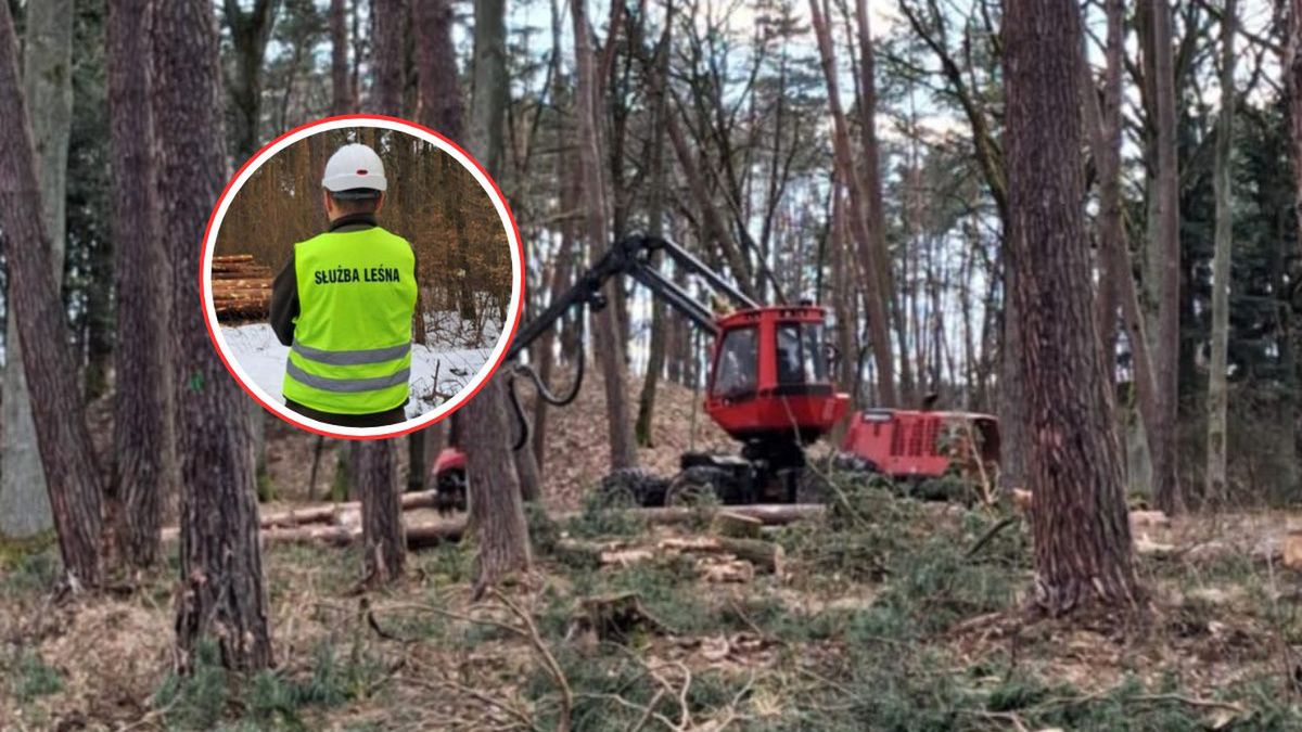 "Leśne potwory" w lesie? Leśnicy wyjaśniają